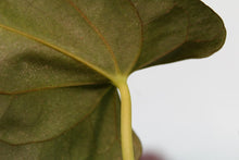 Load image into Gallery viewer, Anthurium Papillilaminum 'Fort Sherman', exact plant, ships nationwide