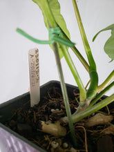 Load image into Gallery viewer, Philodendron 69686 Bette Waterbury 4" pot, Fedex 2day*