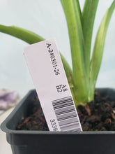 Load image into Gallery viewer, Alocasia Gageana Aurea, Exact Plant Variegated
