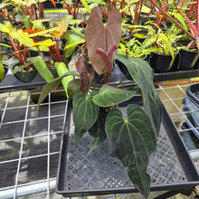 Load image into Gallery viewer, Anthurium Ace Of Spades X Papillilaminum, Exact Plant Ships Nationwide