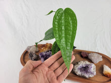 Load image into Gallery viewer, Anthurium Sp. Limon, Exact Plant Ships Nationwide