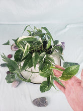 Load image into Gallery viewer, Epipremnum Pinnatum Albo, Exact Plant Variegated