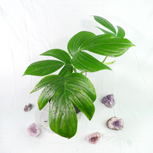 Load image into Gallery viewer, Rhaphidophora Decursiva, Dragon Tail. no shipping: ca,az,tx,la