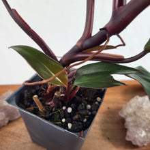Load image into Gallery viewer, Philodendron Majesty 2.5" Pot, Fedex 2 day*