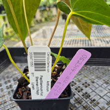 Load image into Gallery viewer, Anthurium Papillilaminum Fort Sherman X Ralph Lynam, Exact Plant Ship Nationwide