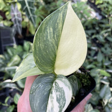 Load image into Gallery viewer, Scindapsus Rubicon Variegated exact plant, Fedex 2day*