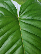 Load image into Gallery viewer, Propinquum, exact plant, Anthurium, ships nationwide