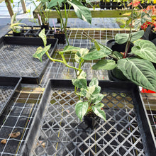 Load image into Gallery viewer, Rhaphidophora Puberula, Exact Plant Variegated Ships Nationwide