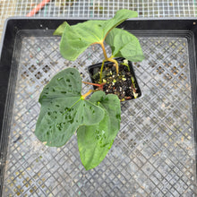 Load image into Gallery viewer, Anthurium Papillilaminum Fort Sherman X ( FS X Ralph Lynam), Exact Plant
