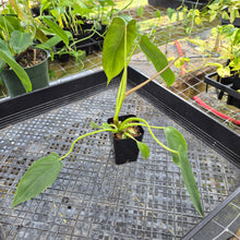 Load image into Gallery viewer, Philodendron Spiritus Sancti, Exact Plant Ships Nationwide