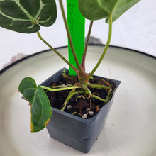 Load image into Gallery viewer, Anthurium Michelle x Zara x Hybrid, Exact Plant Ships Nationwide