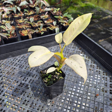 Load image into Gallery viewer, Philodendron Whipple Way Variegated exact plant, Fedex 2day*