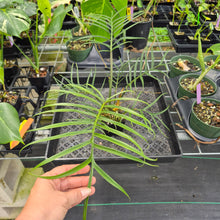 Load image into Gallery viewer, Philodendron Tortum exact plant, Fedex 2day*