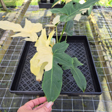 Load image into Gallery viewer, Philodendron Golden Dragon, Exact Plant Variegated