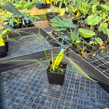 Load image into Gallery viewer, Philodendron Polypodoides, Exact Plant Ships Nationwide