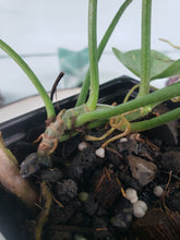 Load image into Gallery viewer, Florida Ghost, exact plant, Philodendron, ships nationwide