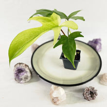 Load image into Gallery viewer, Philodendron Florida Ghost, Exact Plant Ships Nationwide