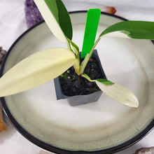 Load image into Gallery viewer, Philodendron Wend Imbe, Exact Plant Variegated