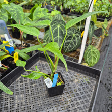 Load image into Gallery viewer, Monstera Burle Marx Flame, Exact Plant Ships Nationwide