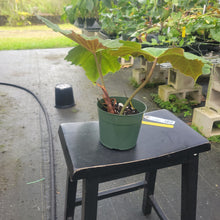 Load image into Gallery viewer, Philodendron Corsinianum, Exact Plant Ships Nationwide