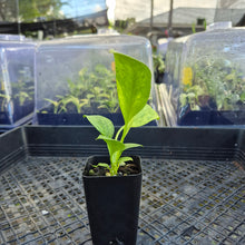 Load image into Gallery viewer, Anthurium Vittarifolium , Exact Plant Variegated Ships Nationwide