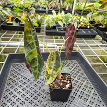 Load image into Gallery viewer, Alocasia Sedenii Aurea Variegated exact plant, Fedex 2day*