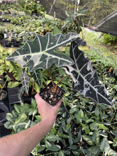 Load image into Gallery viewer, Alocasia Amazonica Large Form Pink Variegated Fedex 2day*