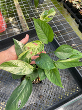 Load image into Gallery viewer, Epipremnum Pinnatum Marble Variegated 4" pot, Fedex 2day*