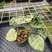 Load image into Gallery viewer, Alocasia Ninja Tricolor Splash, Black Velvet Variegated exact plant, Fedex 2day*