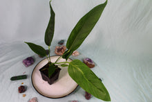 Load image into Gallery viewer, Anthurium Spectabile Wide Form Exact Plant Ships nationwide