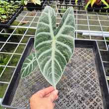 Load image into Gallery viewer, Alocasia Longiloba Lowii, Exact Plant Ships Nationwide