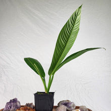 Load image into Gallery viewer, Philodendron Campii Lynette, Exact Plant Ships Nationwide