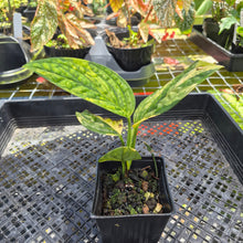 Load image into Gallery viewer, Monstera Peru "Karstenianum", Exact Plant Variegated Ships Nationwide