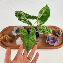 Load image into Gallery viewer, Syngonium Mojito Variegated 2.5" pot, Fedex 2day*