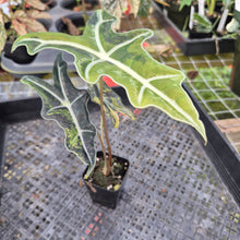 Load image into Gallery viewer, Alocasia sanderiana 'Nobilis' Aurea, Exact Plant Ships Nationwide