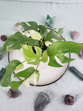 Load image into Gallery viewer, Tetrasperma, exact plant, variegated Rhaphidophora, ships nationwide