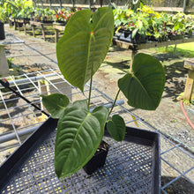 Load image into Gallery viewer, Anthurium Veitchii, Exact Plant
