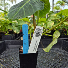 Load image into Gallery viewer, Philodendron Verrucosum Melon, Exact Plant Ships Nationwide