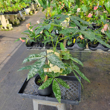 Load image into Gallery viewer, Pachira Aquatica Money Tree, Exact Plant Variegated Ships Nationwide