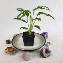 Load image into Gallery viewer, Monstera Adansonii Mint "Indonesia" Variegated 4" pot, Fedex 2 day*