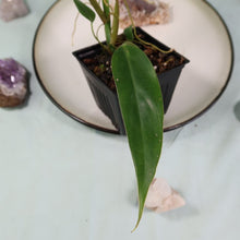 Load image into Gallery viewer, Philodendron Mexicanum Shipped Nationwide