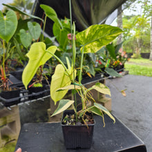 Load image into Gallery viewer, Philodendron Bipennifolium, Exact Plant Variegated Ships Nationwide