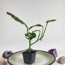 Load image into Gallery viewer, Monstera Adansonii Mint "Indonesia", Exact Plant Variegated Ships Nationwide
