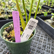 Load image into Gallery viewer, Anthurium Shibori Variegated exact plant, Fedex 2day