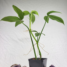 Load image into Gallery viewer, Philodendron Tripartitum 4" pot, Fedex 2day*