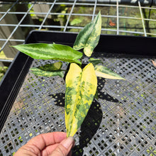 Load image into Gallery viewer, Homalomena Schismatoglottis Wallichii Variegated, exact plant, Fedex 2day*