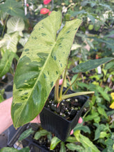 Load image into Gallery viewer, Philodendron Paraiso Verde 4" pot, Fedex 2day*
