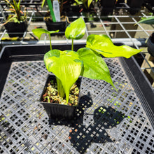 Load image into Gallery viewer, Alocasia Cucullata Banana Split Variegated exact plant, Fedex 2day*