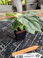 Load image into Gallery viewer, Alocasia silver dragon aurea Exact Plant Variegated Ships Nationwide