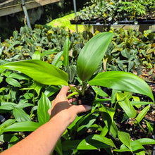 Load image into Gallery viewer, Philodendron Panduriforme 2.5" pot, Fedex 2day*